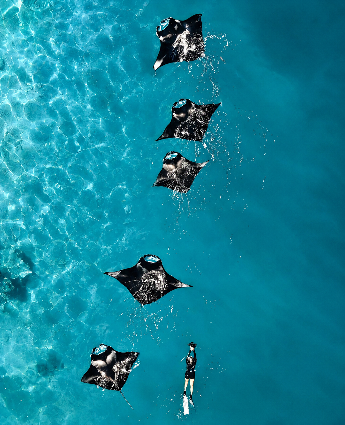 Maldives manta ray snorkeling experience